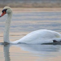 Mute swan :: Al Pashang 