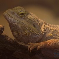 Central bearded dragon :: Al Pashang 