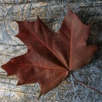 Красный лист осенний уходящий в зиму :: Яков Реймер