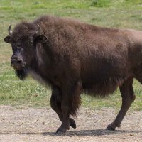 Wood bison :: Al Pashang 