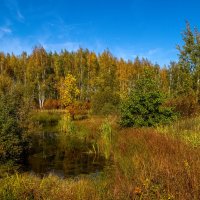 Теплая Подмосковная Осень # VIII :: Андрей Дворников