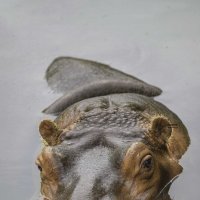 River hippopotamus :: Al Pashang 