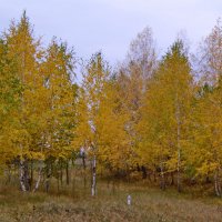 Березки сентяюбря. :: сергей 