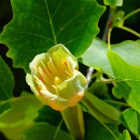 Liriodendron tulipifera Лириодендрон тюльпановый :: wea *