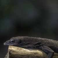 Black tree monitor Reptiles :: Al Pashang 