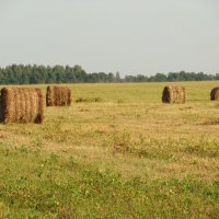 После сенокоса. Беларусь :: Ольга Григ