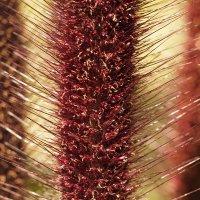 Pennisetum glaucum"Jade Princess" Просо жемчужное :: wea *