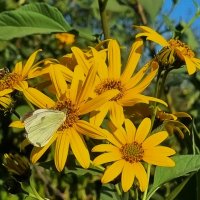 Бабочка и пчела на цветах топинамбура :: Наталья 