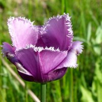 Элегантный сорт бахромчатых тюльпанов имеет экзотическое название Блу Херон. :: Валерий Новиков