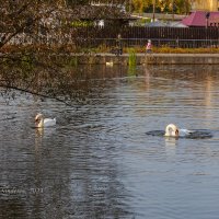 Лебеди на озере (из серии про лебедей) :: Александр Синдерёв