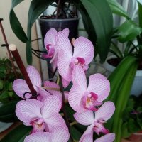 Орхидеи :: Татьяна Р 