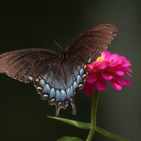 Бабочка :: Tatiana 