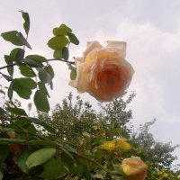 Высокая роза :: Наталья 