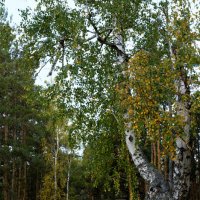 Осень в лесу :: Василий Колобзаров