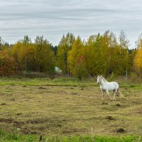 Белая лошадь :: Сергей Винтовкин