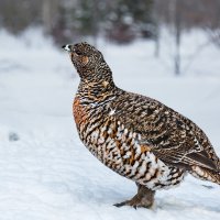 Глухарка :: SanSan 