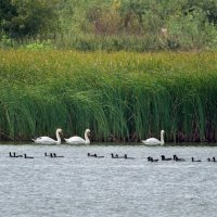 Лебеди на озере :: Николай Николаенко
