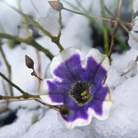 На снегу. :: Ирэна Мазакина