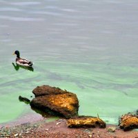 Утка  на малахитовой речке... :: Владимир Хиль