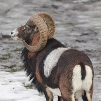 Mouflon sheep :: Al Pashang 