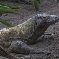 Komodo dragon :: Al Pashang 