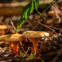 Про грибы и шишку... :: Николай Гирш