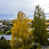 Две березы за окном. :: Петр Беляков