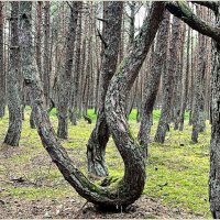 Танцующий лес. :: Валерия Комова