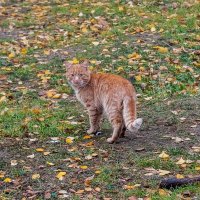 Осенний кот :: Валерий Иванович