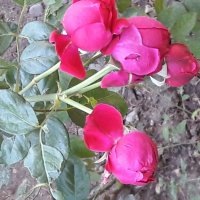 Розы в Октябре! :: Варвара 