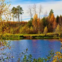 На таежном озере-золотая осень! :: Владимир 
