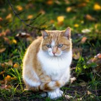 Осенний кот :: TATYANA PODYMA