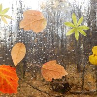 Осенние капли дождя — это слёзы ангелов, которые они льют с небес, чтобы смыть с нас наши грехи.. :: Андрей Заломленков