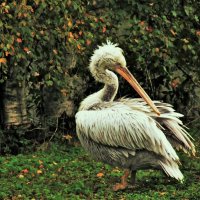 Кудрявый пеликан-украшение зоопарка :: Aida10 