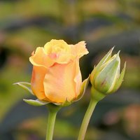 маленькая жёлтая розочка (*розы) :: Stanislav Zanegin