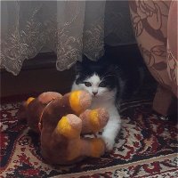 Кошачья лапка мягка,а коготок востер! :: Нина Андронова
