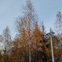 Падают последние листья с деревьев :: Павел Петров