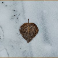 Признание :: Дмитрий Костоусов