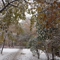 Снег выпал в октябре :: Елена Семигина