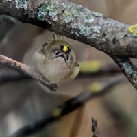 Желтоголовый королёк. :: Владимир Безбородов