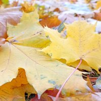 Осень листьями землю выстелит... :: Татьяна Тюменка