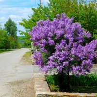 Плыл над городом запах сирени.. :: Девяткин Юрий 