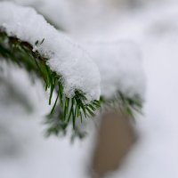 Первый снег. :: Владимир Мигонькин