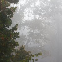 Осенний туман. :: barsuk lesnoi