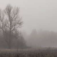 Ноябрьский туман. :: Андрей Андрианов