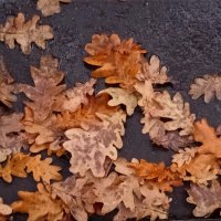 Осенние листья :: dindin 