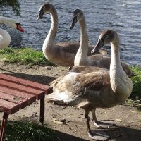 Лебеди в городском парке :: Рита Симонова