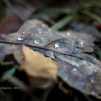 Осенний лист в каплях дождя :: Александр Синдерёв