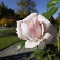 Осенние розы - прелестные, грустные розы!...... :: Galina Dzubina