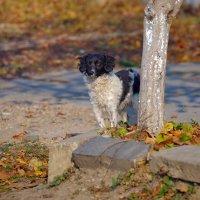 Осенний пёсик :: M Marikfoto